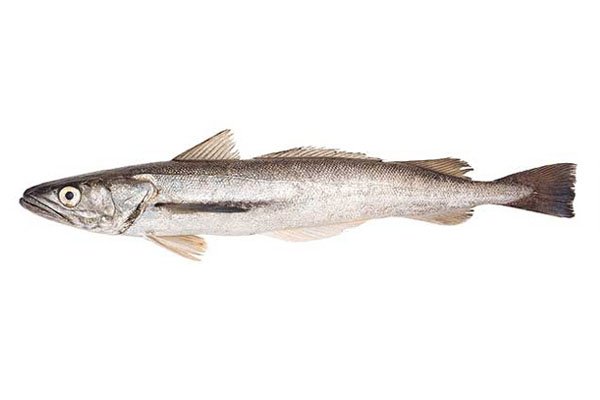 Merluza argentina fresca (Merluccius hubbsi), pescado de alta calidad